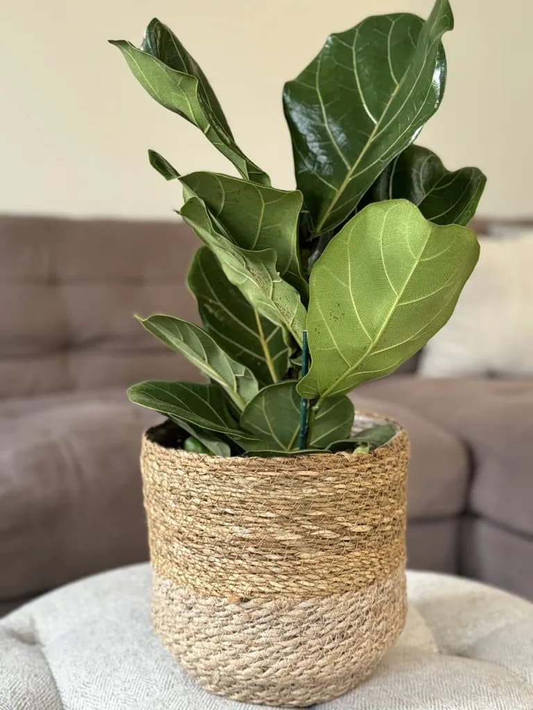 Fiddle leaf fig in a woven seagrass basket