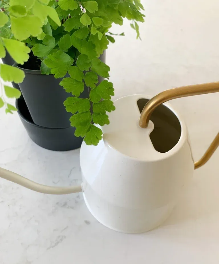 Maidenhair fern beside a white watering can