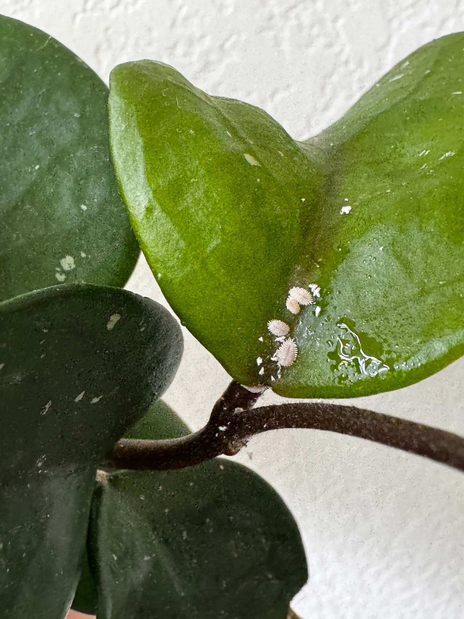 Close-up of mealybugs on the underside of a hoya leaf
