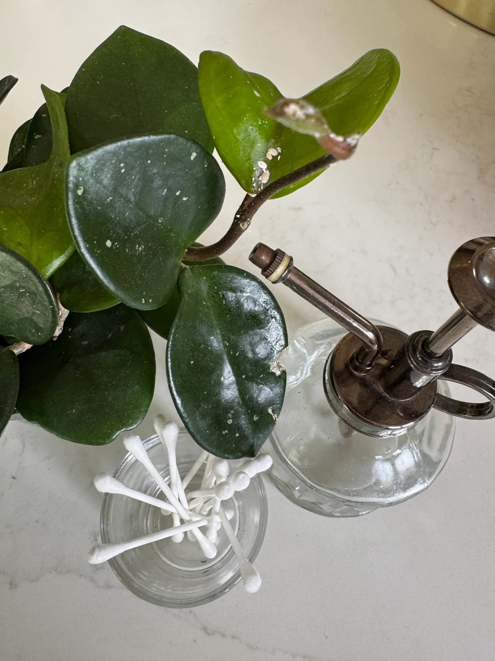 Hoya leaves next to a glass mister and cotton swabs for plant cleaning