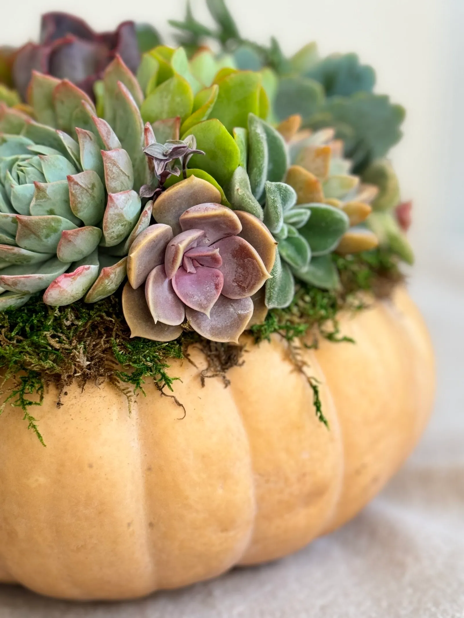 Pumpkin topped with an echeveria succulent arrangement