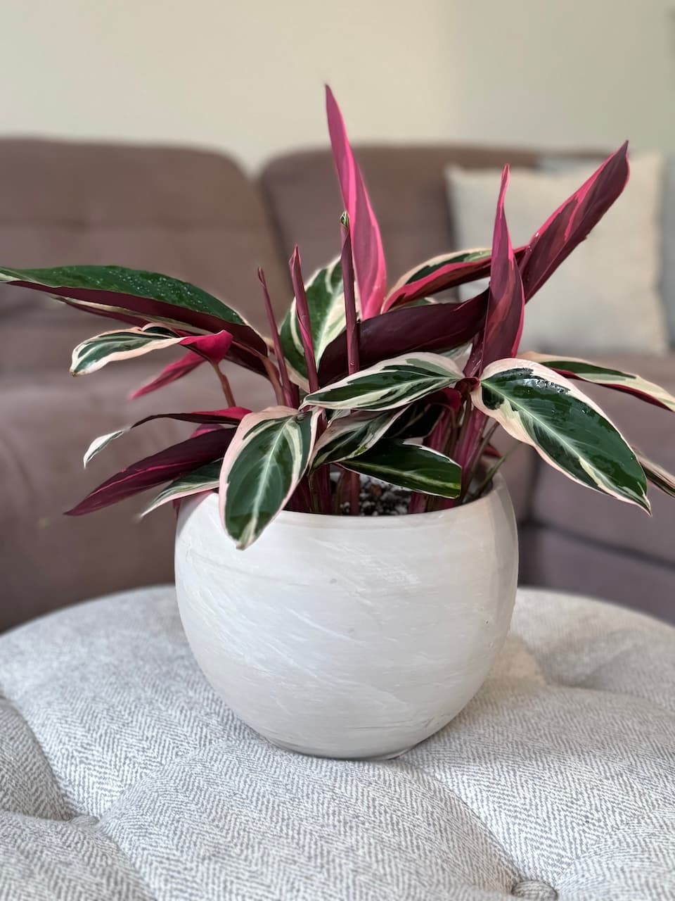 Roseopicta Calathea