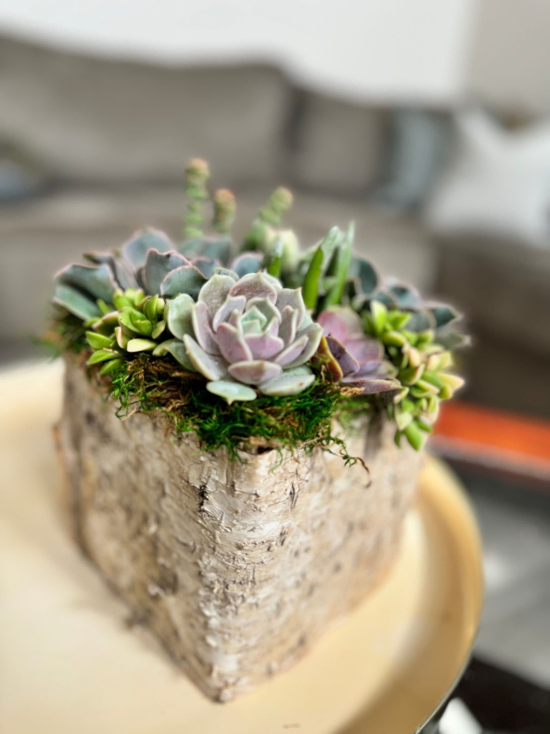 Succulent arrangement planted in a birch bark container