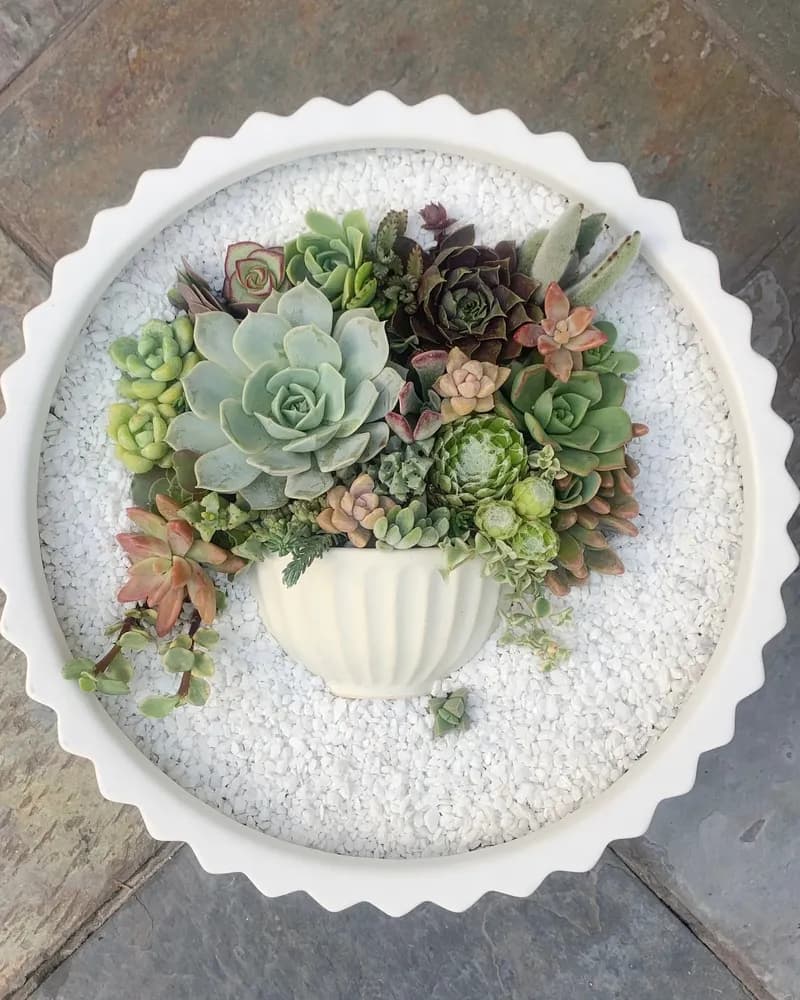 A round white planter filled with an arrangement of succulents