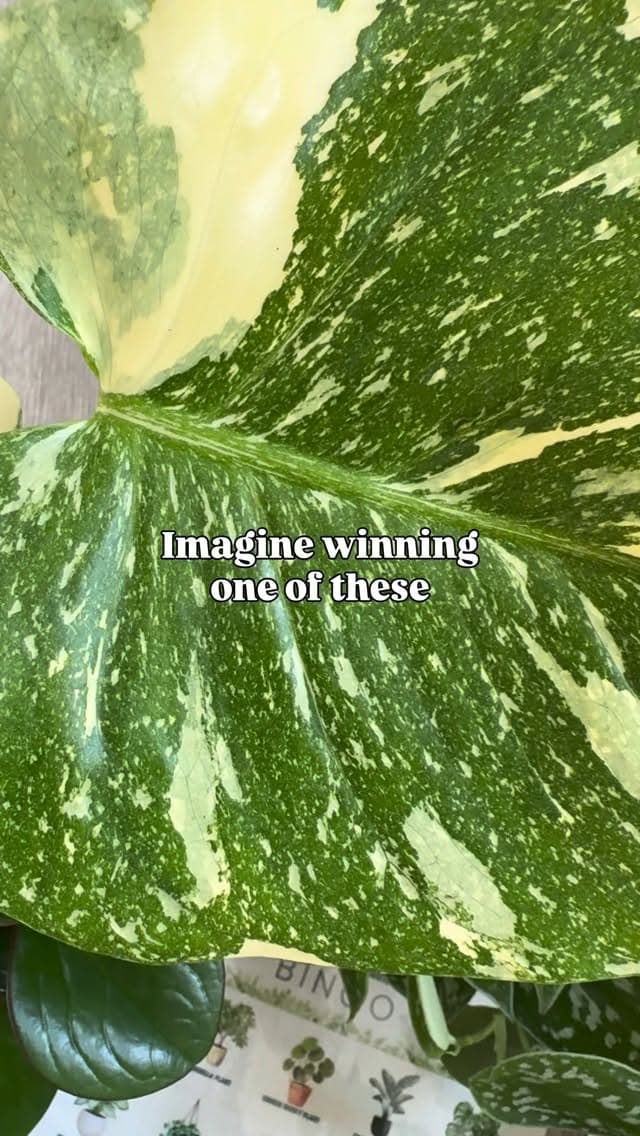 Close-up of a variegated monstera leaf