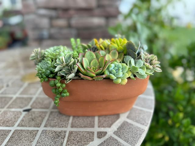 Mixed succulents in a shallow terracotta bowl