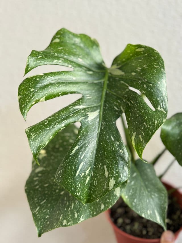 Monstera Thai Constellation leaf with cream speckled variegation