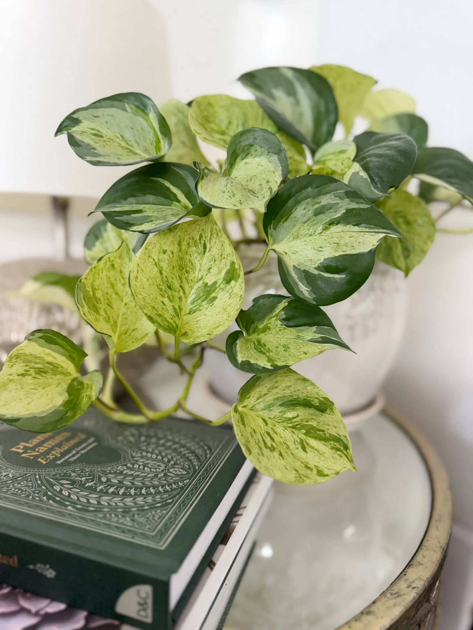 Variegated pothos in a white pot beside a stack of books