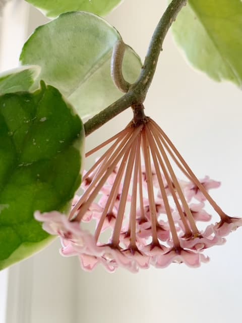 Close-up of a pink hoya flower cluster hanging from a variegated vine