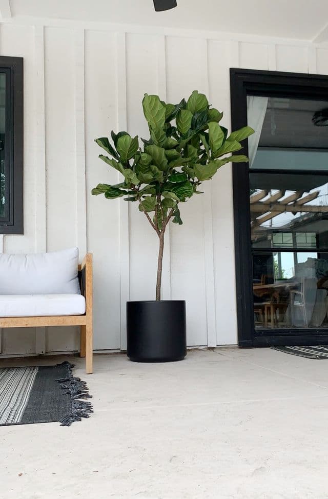 Fiddle leaf fig tree in a black pot on a white farmhouse porch