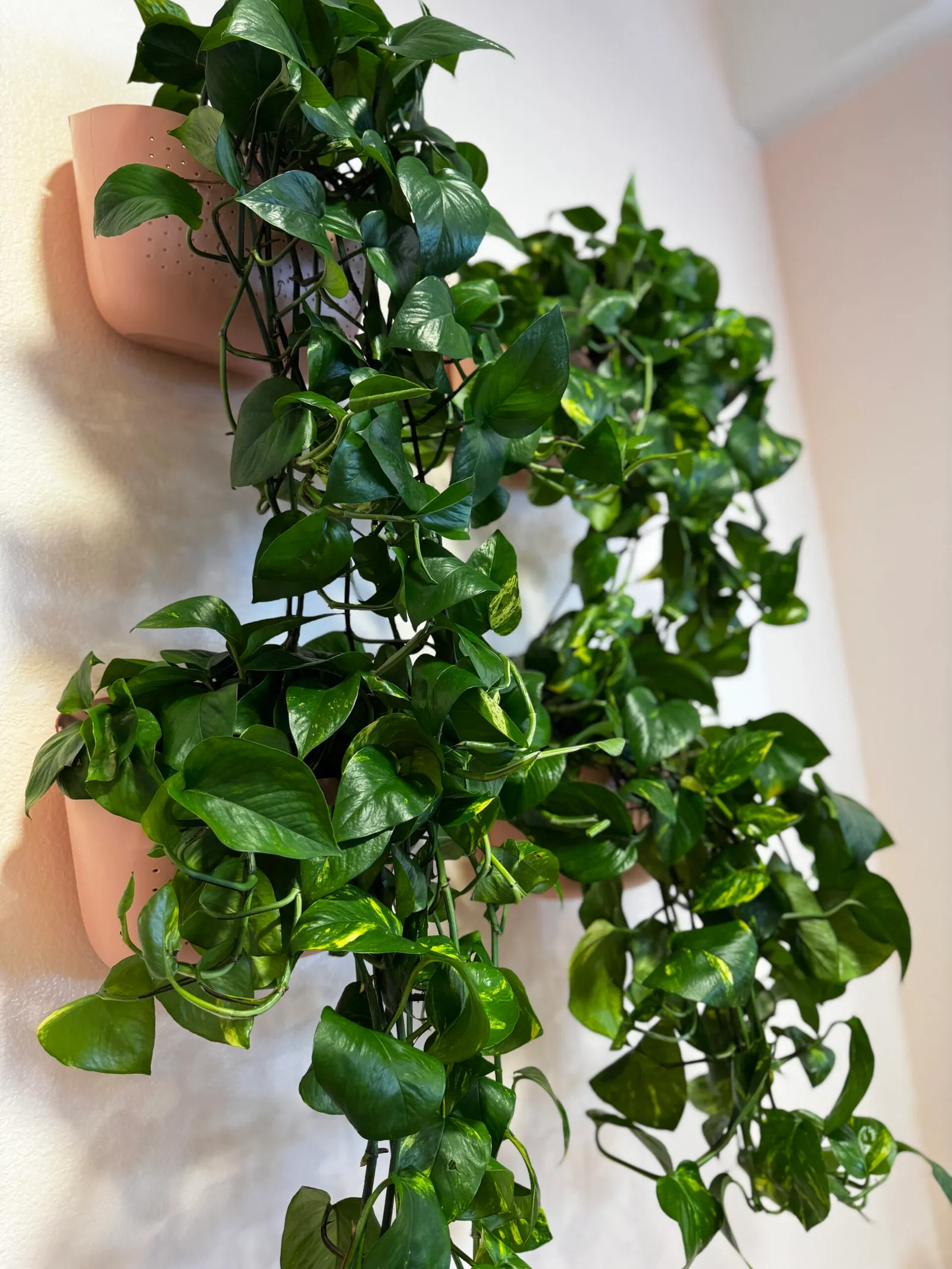 Trailing pothos in terracotta wall planters