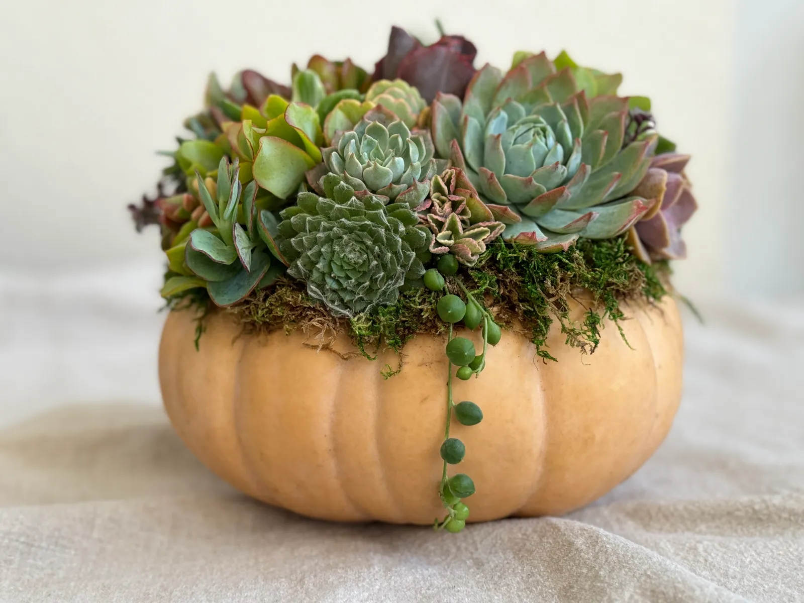 medium succulent pumpkin