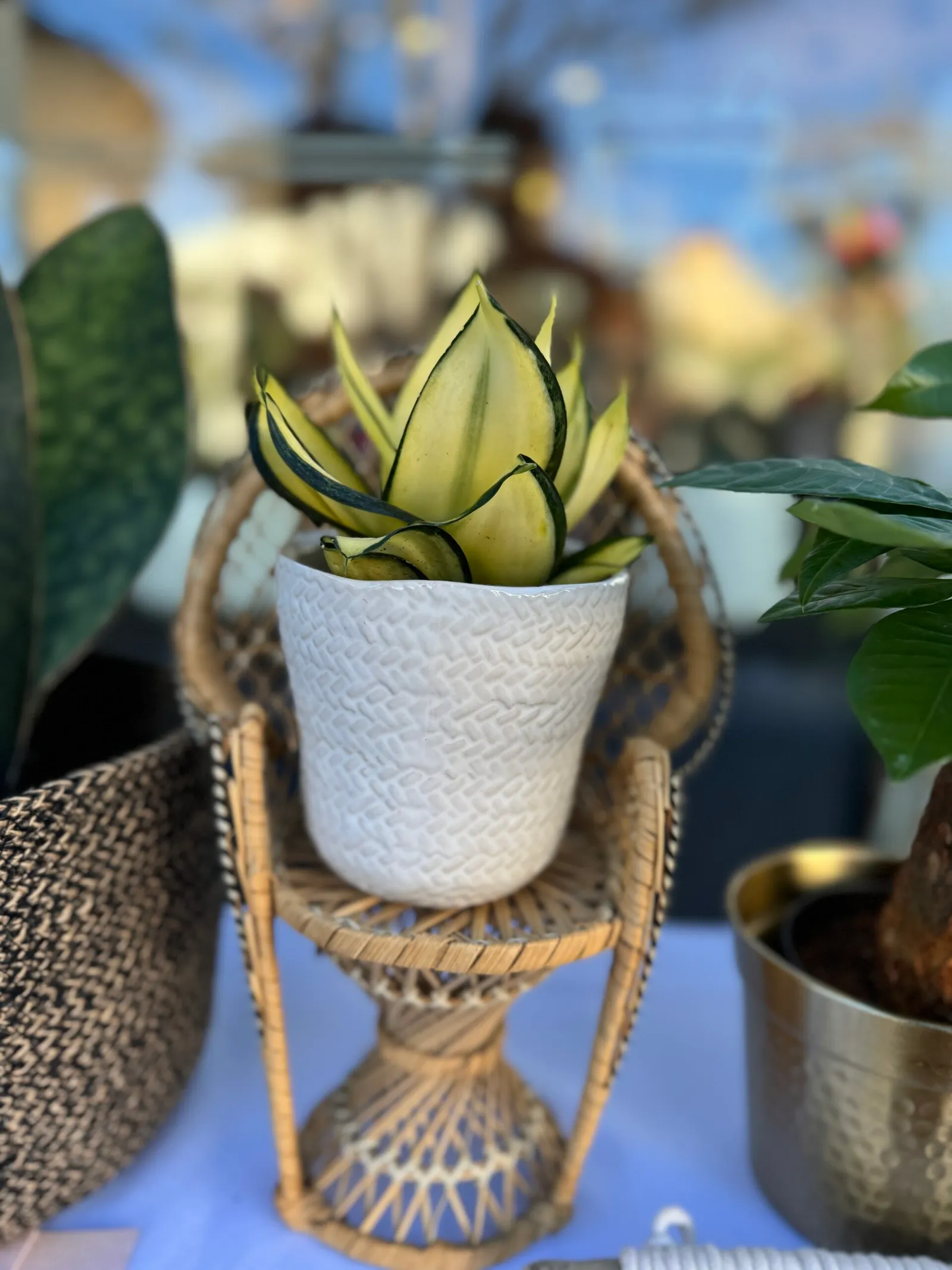 Variegated snake plant in a white woven pot on a small wicker chair