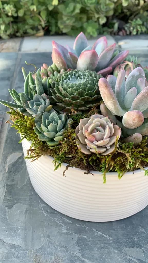Succulents with moss in a white ribbed pot on an outdoor table