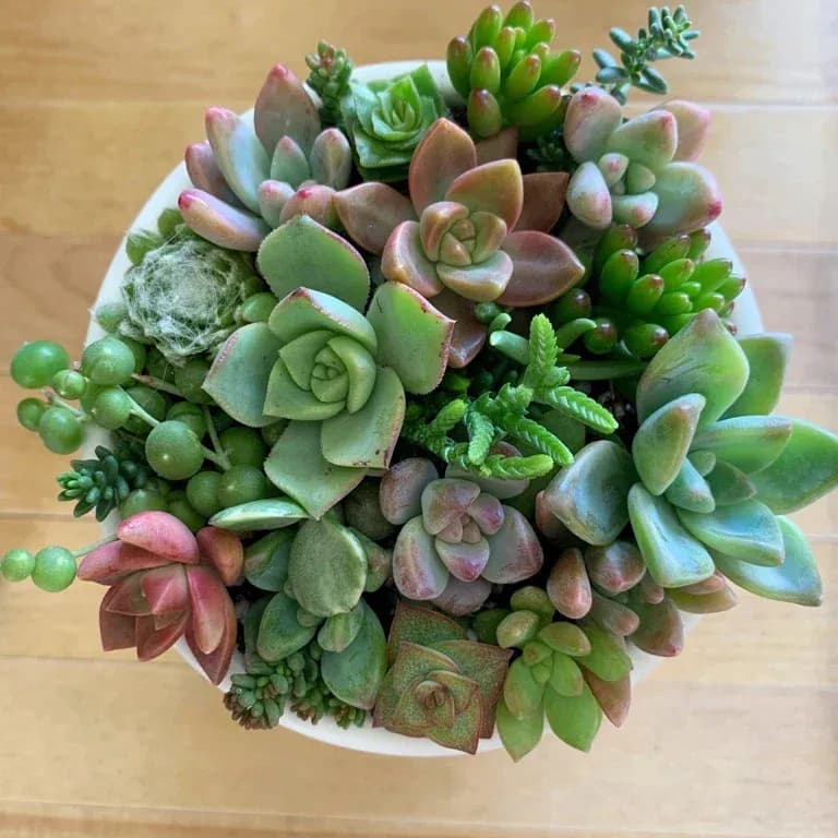 Overhead view of a colorful succulent bowl with string of pearls