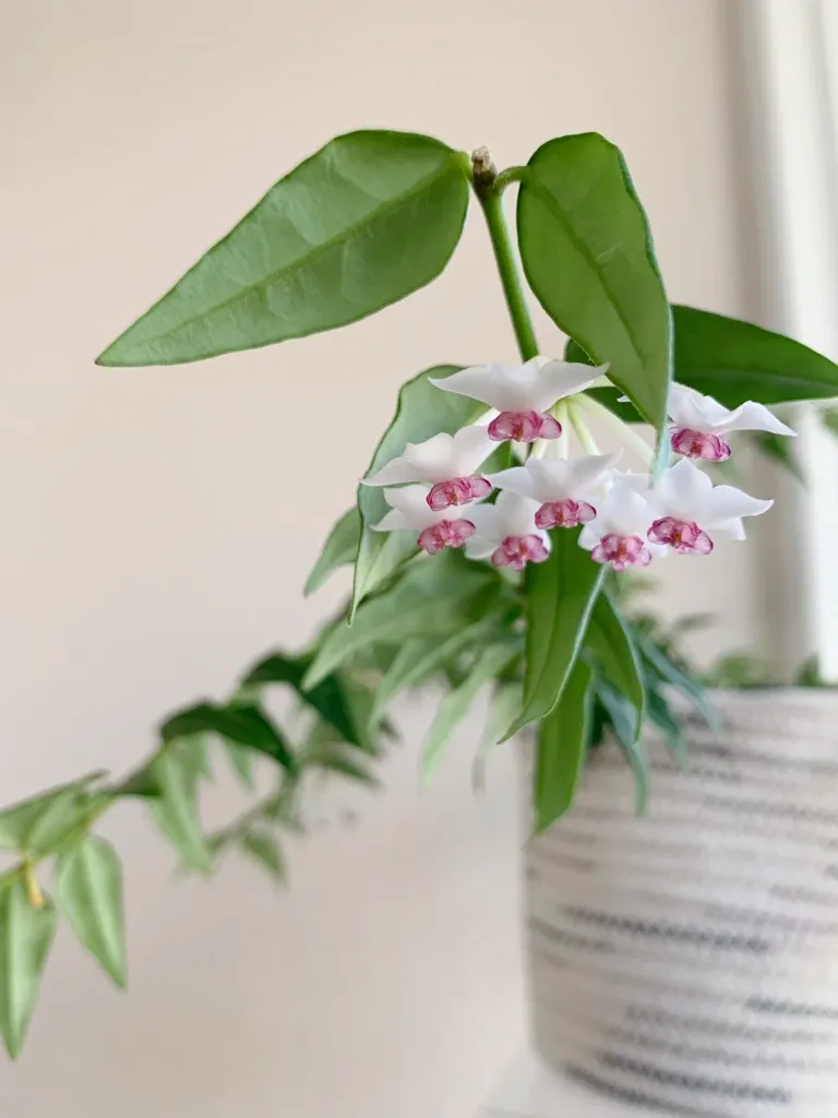 hoya bella blooms