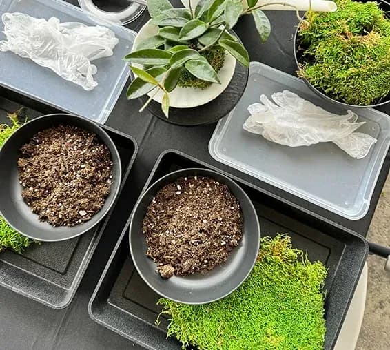 Workshop supplies: bowls of soil, moss, gloves, and a hoya plant