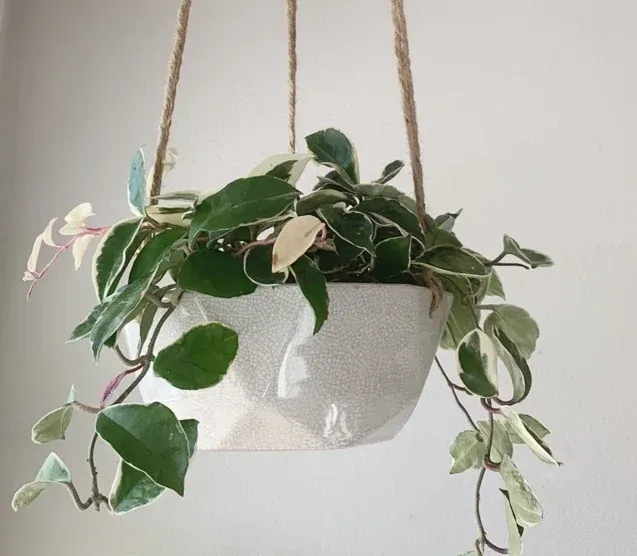 Variegated hoya trailing from a white hanging planter