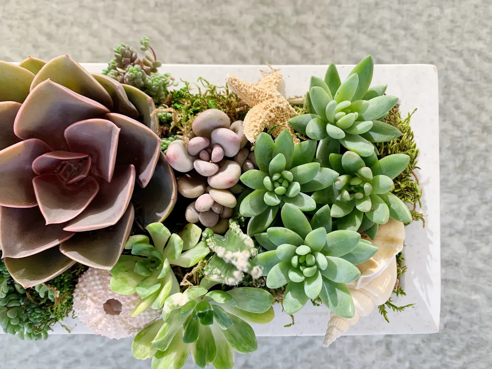 A long white planter packed with rosette succulents in soft greens and dusty purples