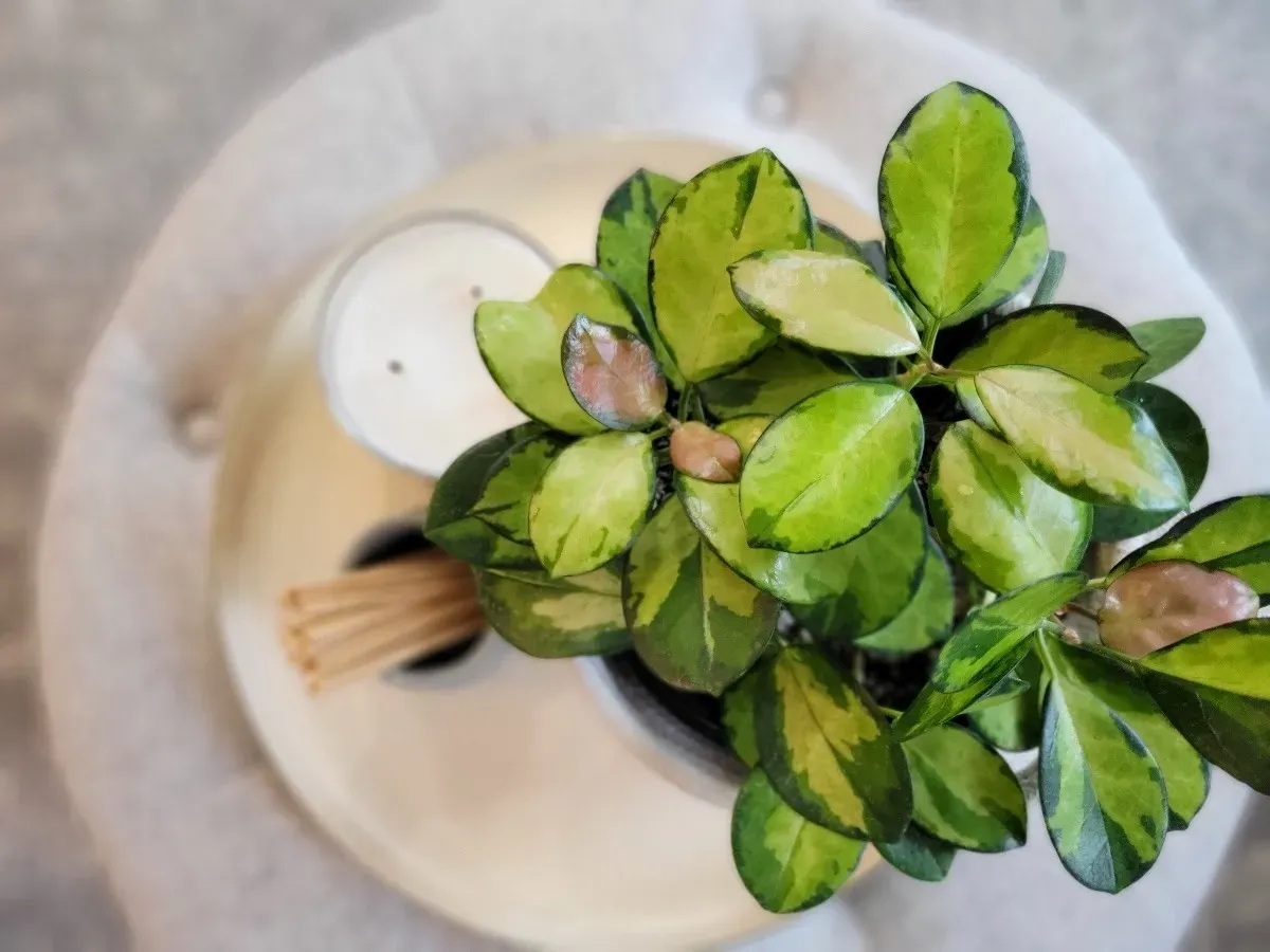 A hoya cutting with glossy green leaves on a white plate
