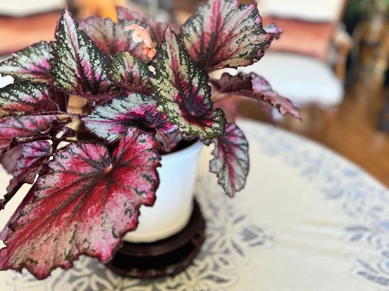 Rex begonia with pink and silver leaves in a white pot