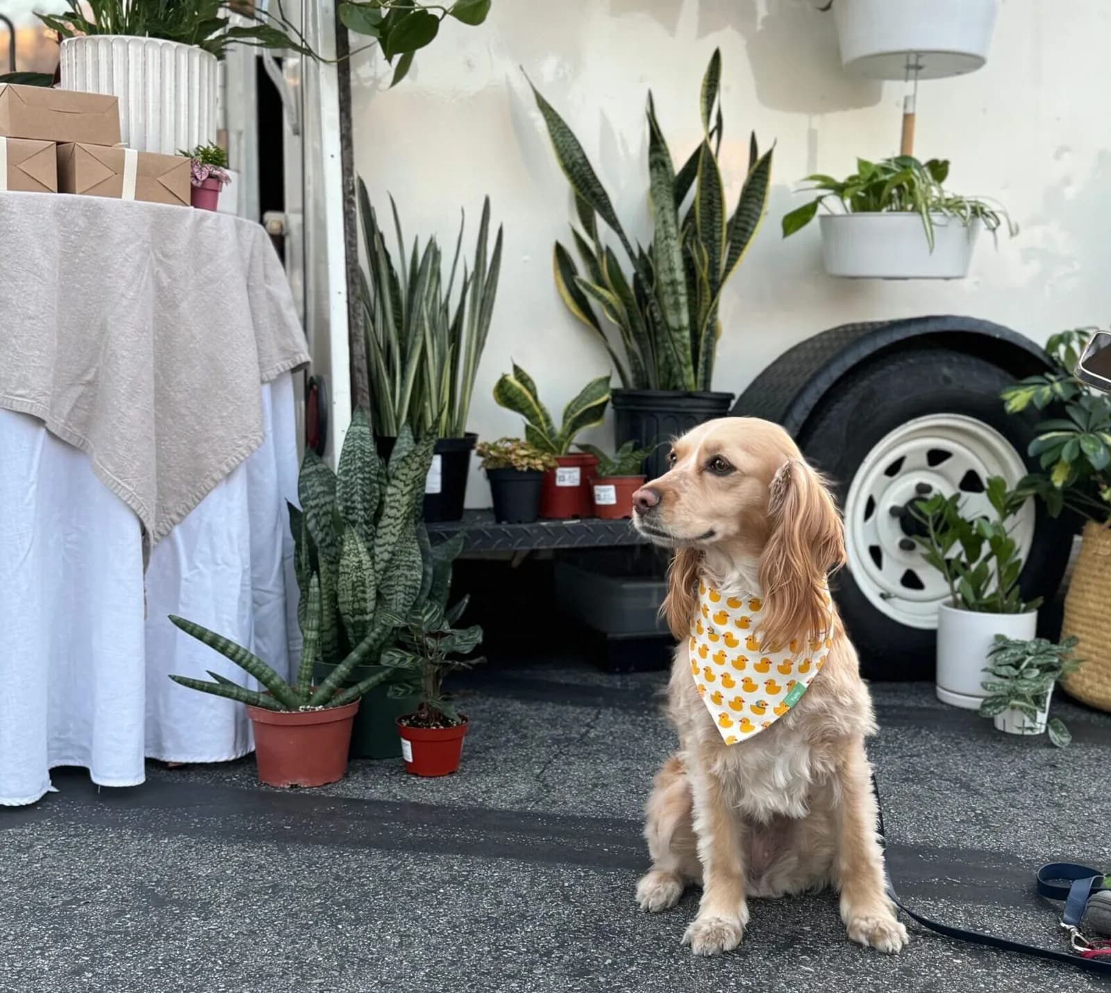 Golden dog in a bandana sitting among potted snake plants