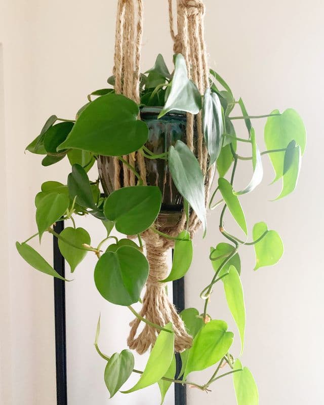 Heartleaf philodendron trailing from a jute macrame hanger