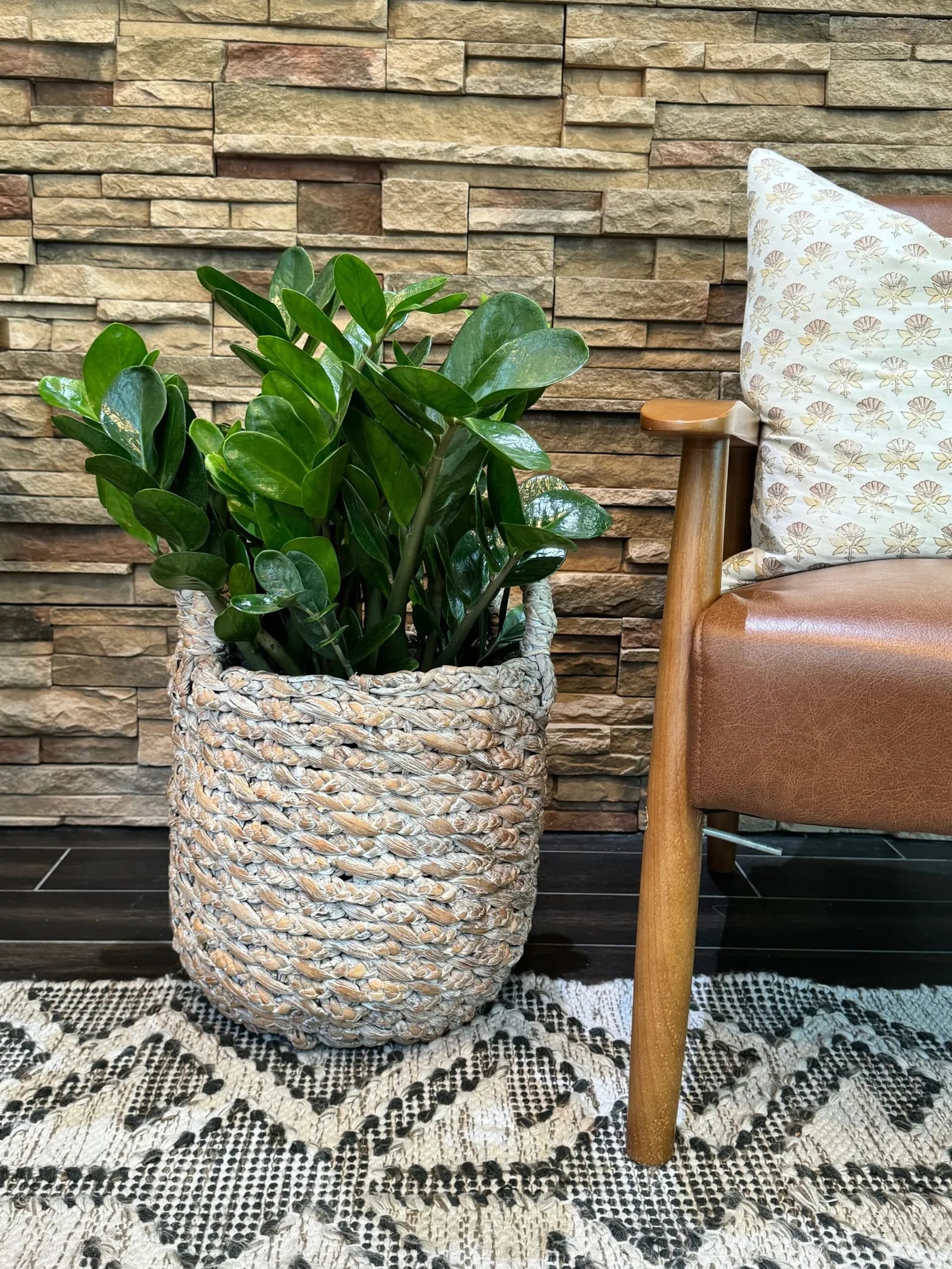 ZZ plant in a woven basket planter beside a leather armchair