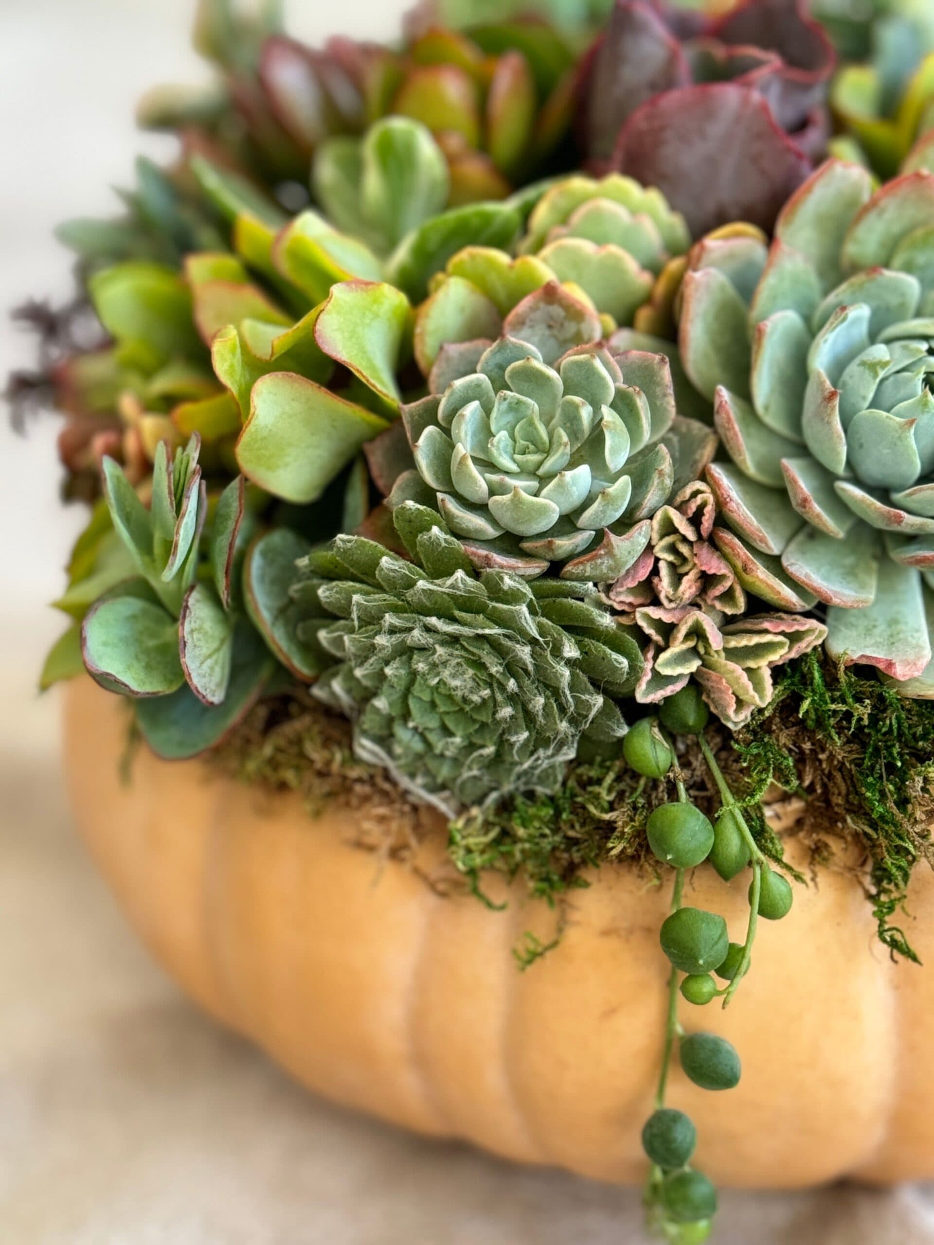 Succulents and string of pearls planted in a pumpkin