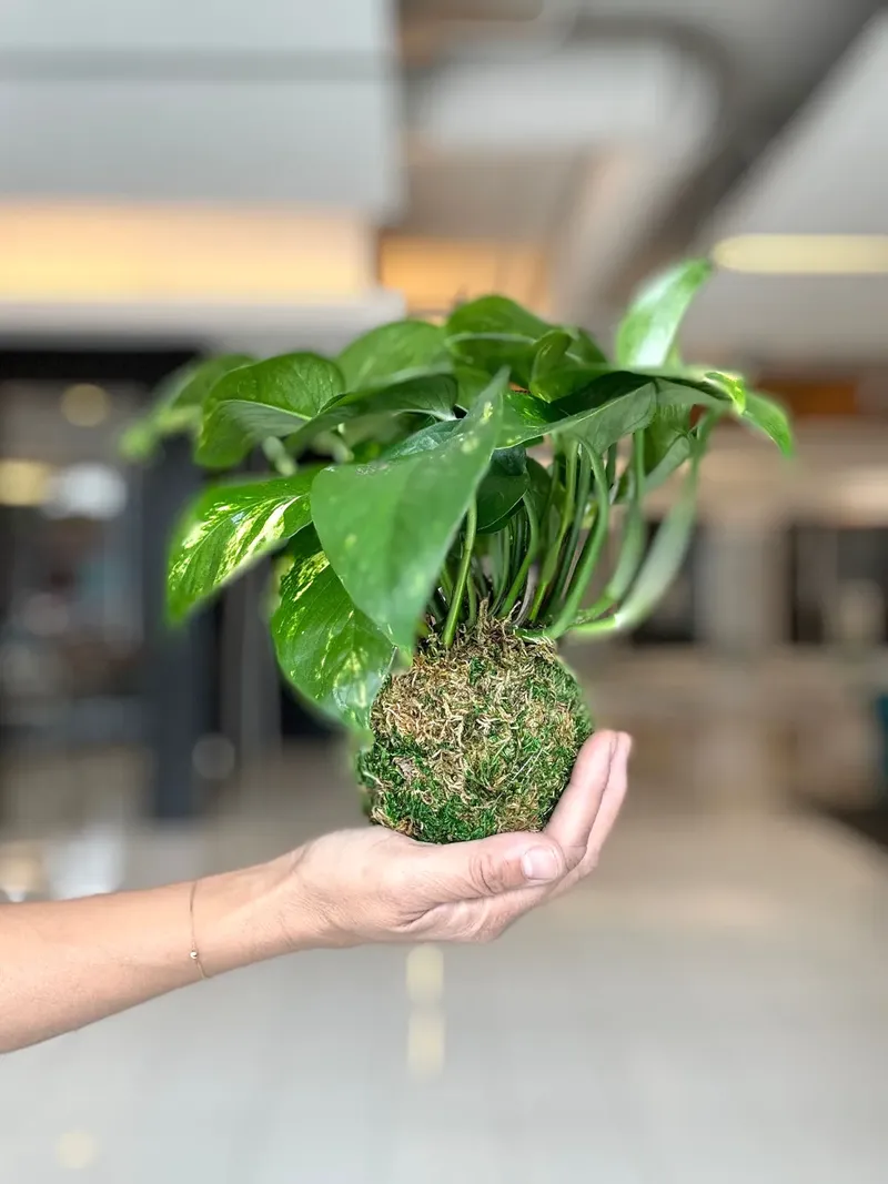 A hand holding up a finished kokedama, a pothos rooted in a moss ball